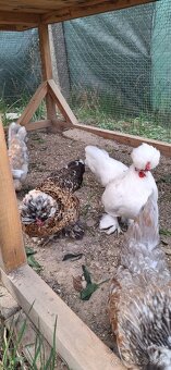 Nasadove vajíčka - 5