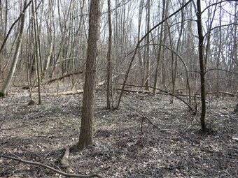 NOVÁ CENÁ GABČÍKOVO - NA PREDAJ rekreačný a lesný pozemok - 5