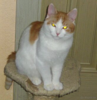 HĽADÁ SA DOBRÁ RODINKA - 5