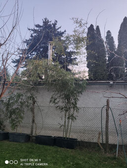 Mrazuvzdorný Bambus zakorenený stalo zelený planty - 5