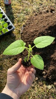 Paulownia Tomentosa rýchlorastúci strom - 5