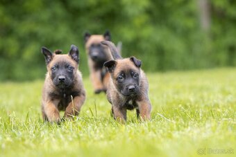 Belgický ovčiak malinois šteniatka s PP rodokmeňom - 5