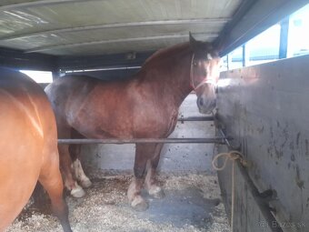 Kone kravy byky jalovice talata ovce - 5