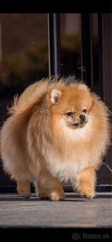 Pomeranian na krytie. - 5