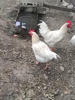 Kohúty - gazdovský mix - 5