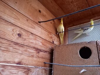 Predám Korely, Andulky - 5