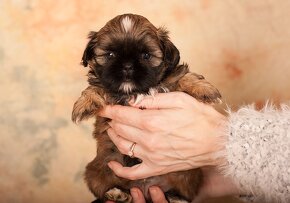 Shih-Tzu šteňiatka (shi tzu, si-tzu, shitzu, si-cu) - 5