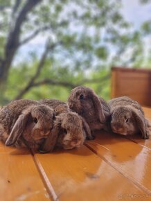 Zdrobnené králiky - barančeky - 5