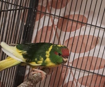 Kakariky - 5