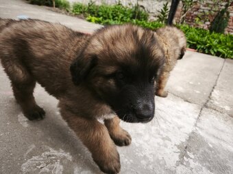 Leonberger šteniatka - 5