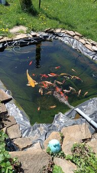 Predam koi kapre a karasy - 5