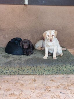 Šteniatka čistokrvného labradora - 5