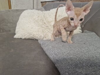 Predám mačiatka Sphynx - 5