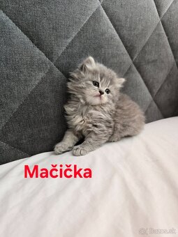 Škótske mačiatka - 5