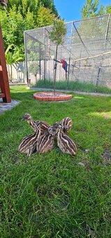 Predám Emu hnedý - 5