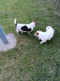 Jack russell - 5