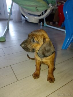 Bavorský farbiar - 5