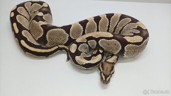 P. Regius.Pyton kralovsky - 5