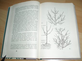 Rez a tvarovanie ovocných drevín - 5