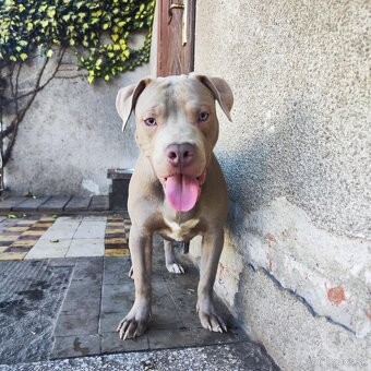 Americký pitbulterier pitbul pitbull silver lilac rare Topp - 5