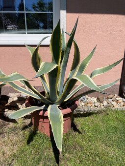 Agave americana ‘Marginata’ - 5