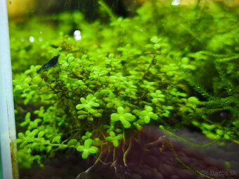 Krevetky neocaridina - 5
