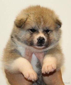 Akita inu šteniatka s rodokmeňom - 5