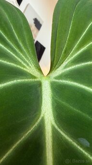 Philodendron Gloriosum - 5