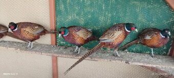 Bažant poľovný - 5