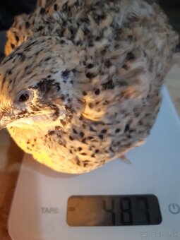 Prepelice japonské násadové vajíčka - 5