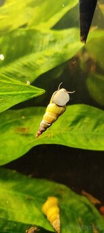 Slimák Brotia herculea +Gupky - 5