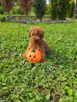 Pudlik, pudel toy-mini -Poodle - 5
