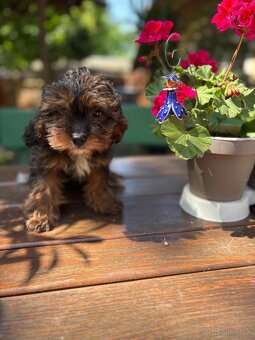 Cavapoo - 5