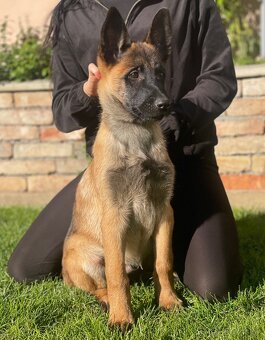 Belgický ovčiak- Malinois s PP - 5
