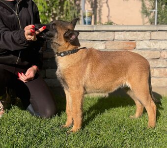 Belgický ovčiak- Malinois s PP - 5