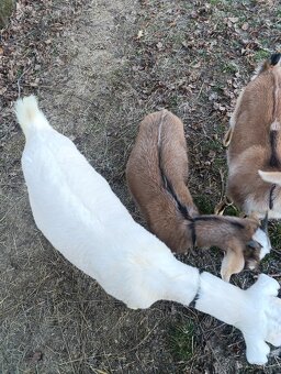 Podielové AN kozičky - 5