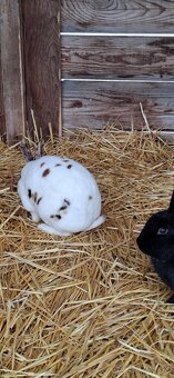 Predám malý chov mäsových králikov. - 5