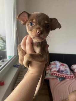 ČIVAVA ŠTENIATKÁ🐾 - 5