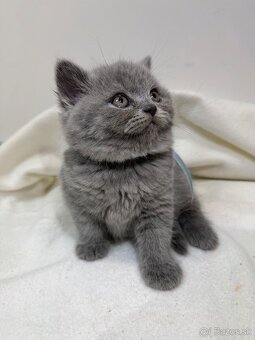 Britske maciatka - 5