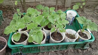 Paulownia Tomentosa - 5