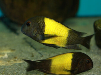 Tropheus nkonde bright yellow, moliro , maswa , ikola - 5