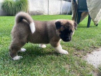 Americká Akita - 5