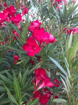 Predám OLEANDRE..OLEANDER - 5