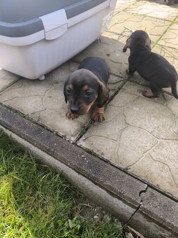 Predám jazvečíkov - 5