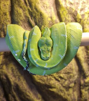 Morelia Viridis - 5