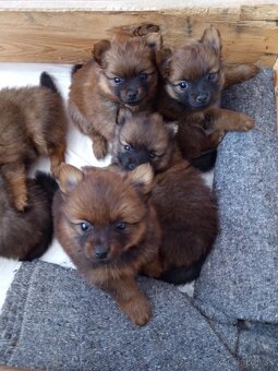 Pomeranian spic - 5