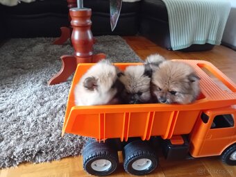 POMERANIAN - 5