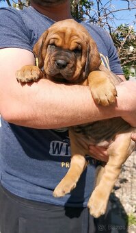 Tosa inu štěnata - přijímáme rezervace - 5