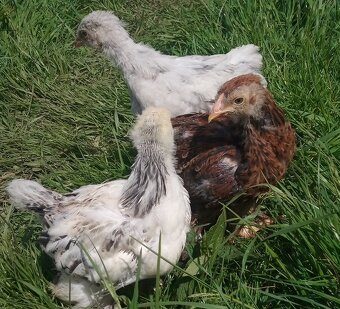 Kuriatka brahman, marans, green shell - 5