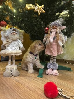 Pudel pudlik toy - 5